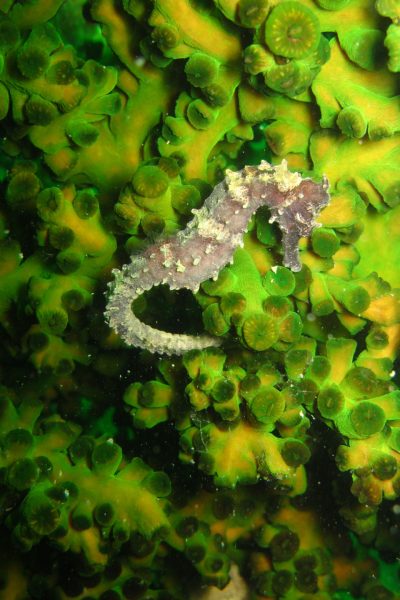 Sea Horse